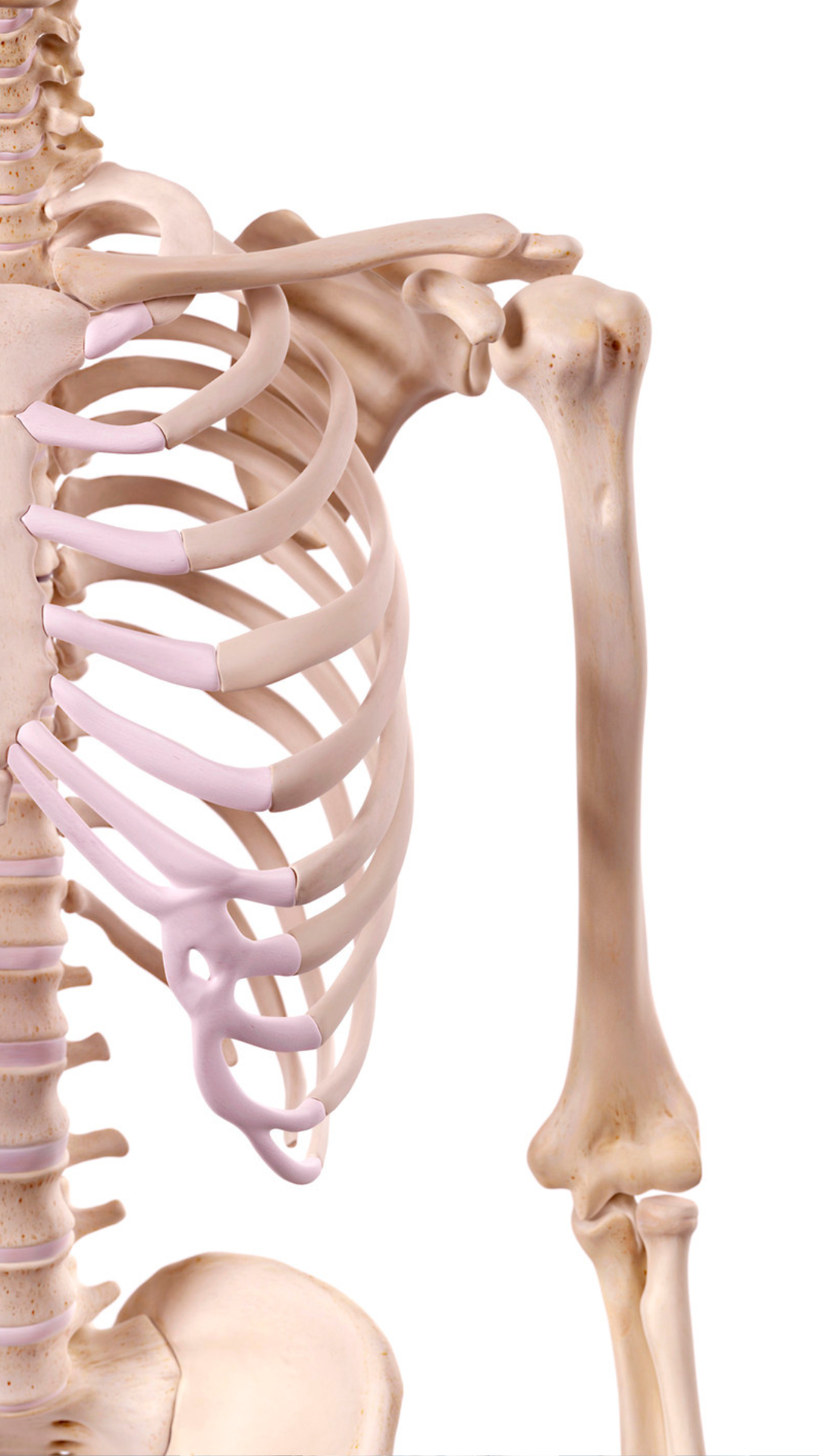 Skeletal system